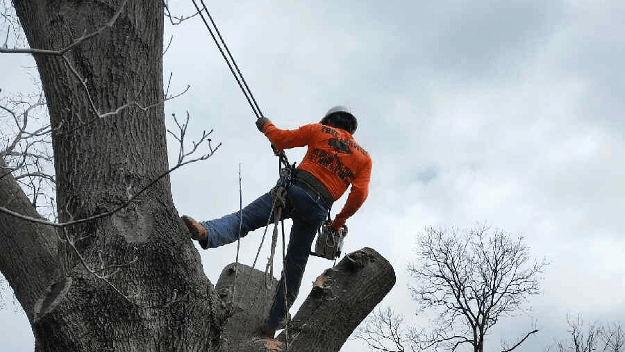 Walter’s Tree Service