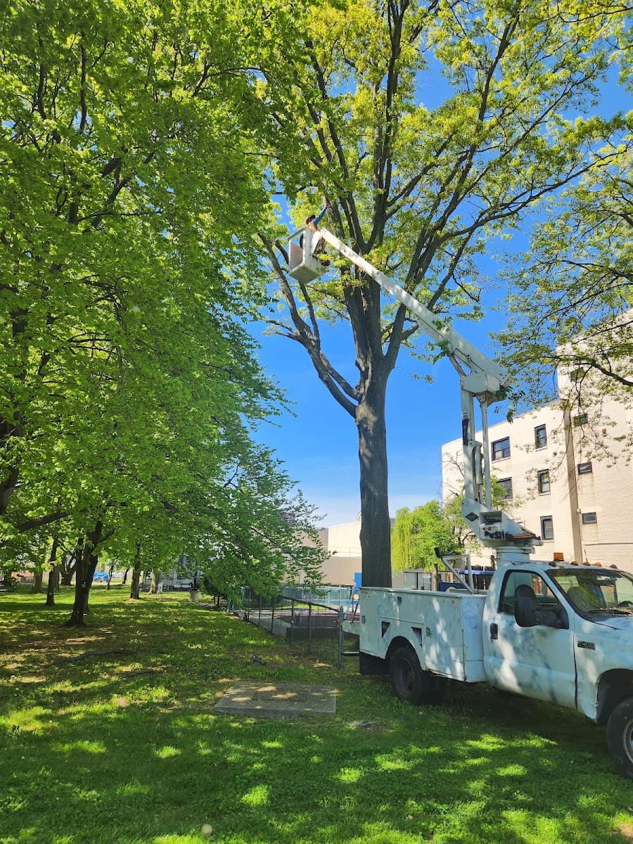 Evergreen Tree Specialists