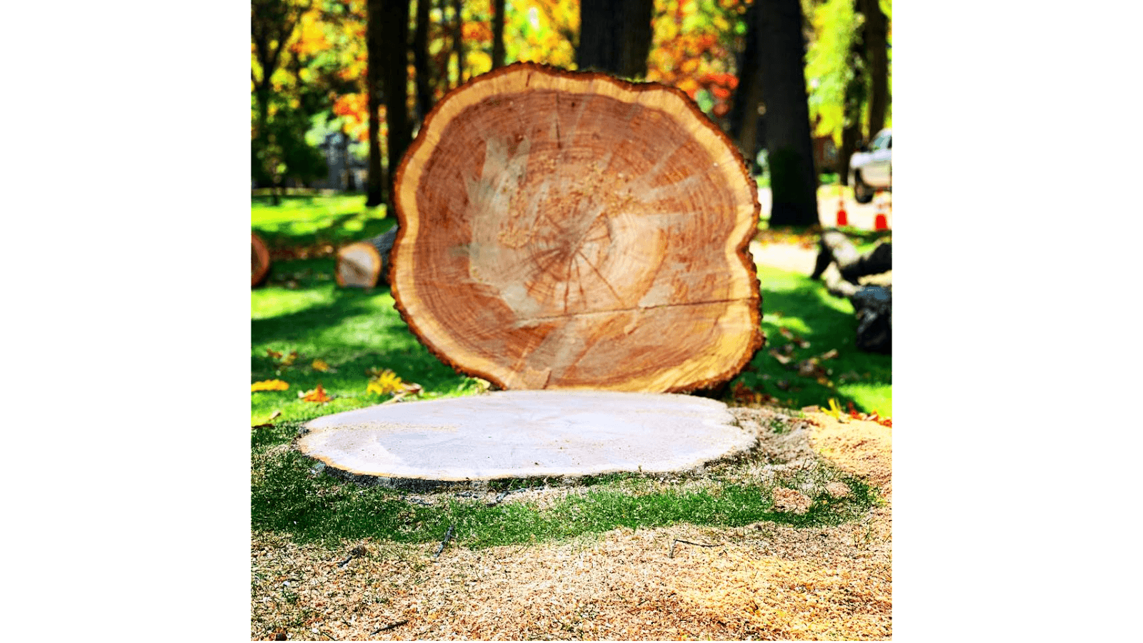 Arbormax Tree Care LLC