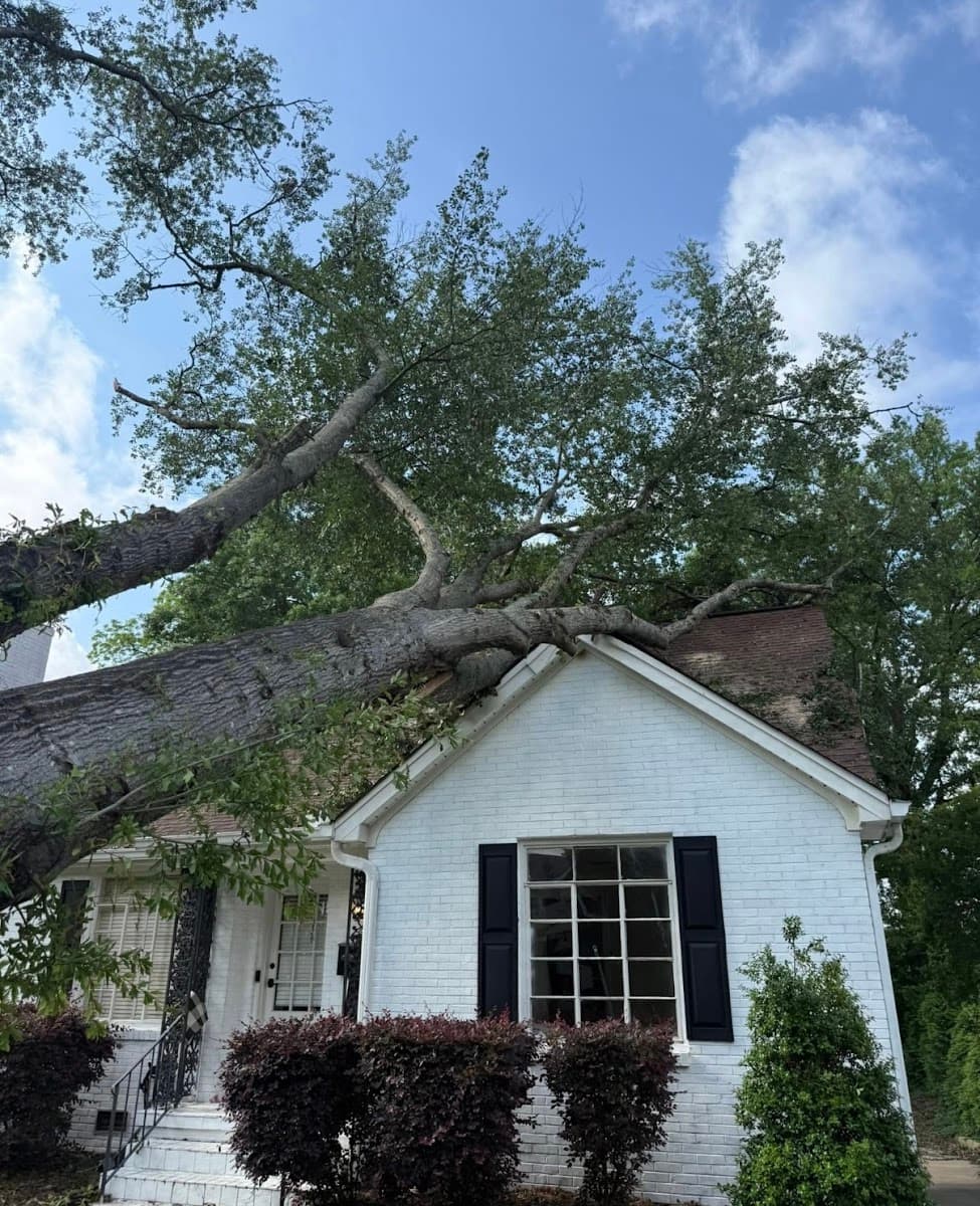 BIG BOSS TREE SERVICE LLC