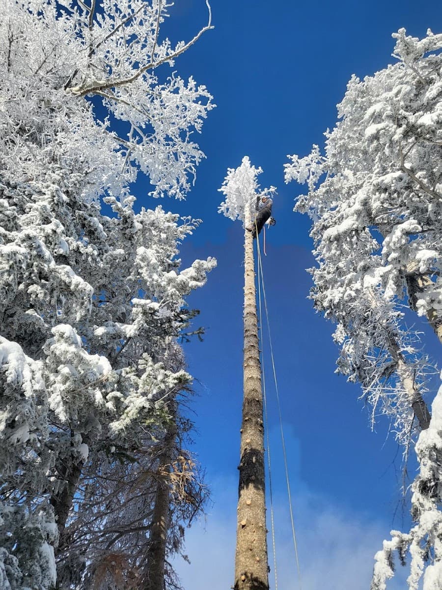 GTS Gaun's Tree Service LLC