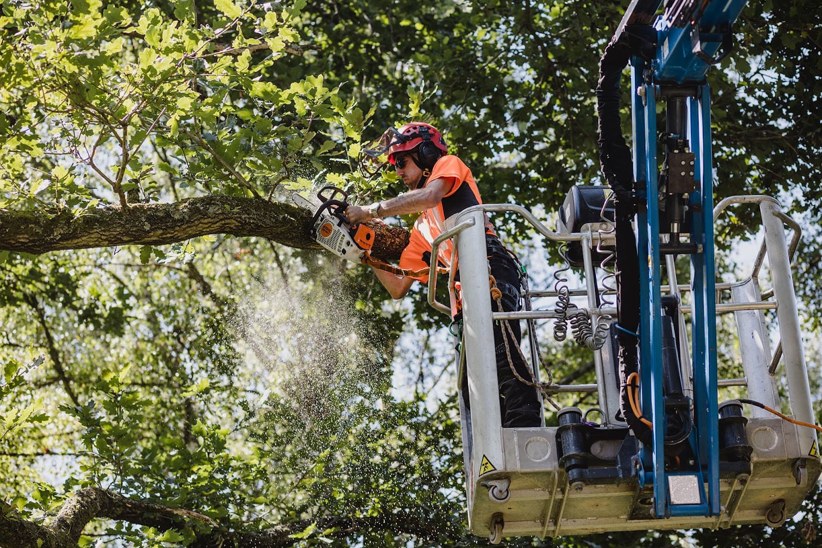 Advanced Tree Care