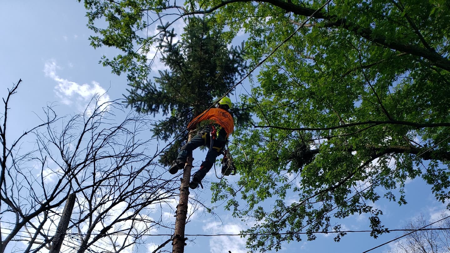 Godoy's Tree Services
