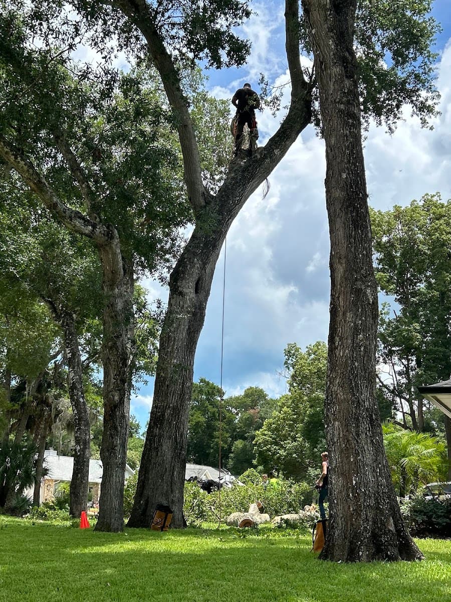 American Tree Care LLC