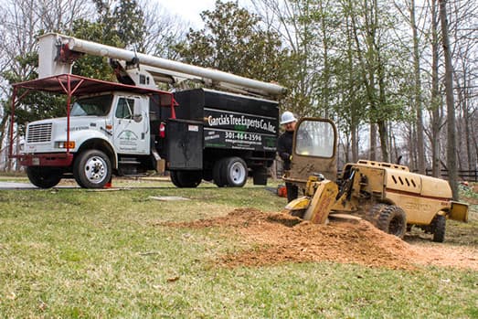 Garcias Tree Experts Services