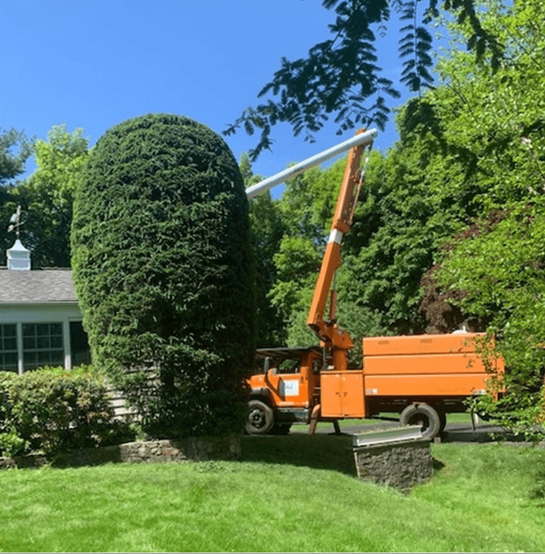 Silva Tree Service Inc