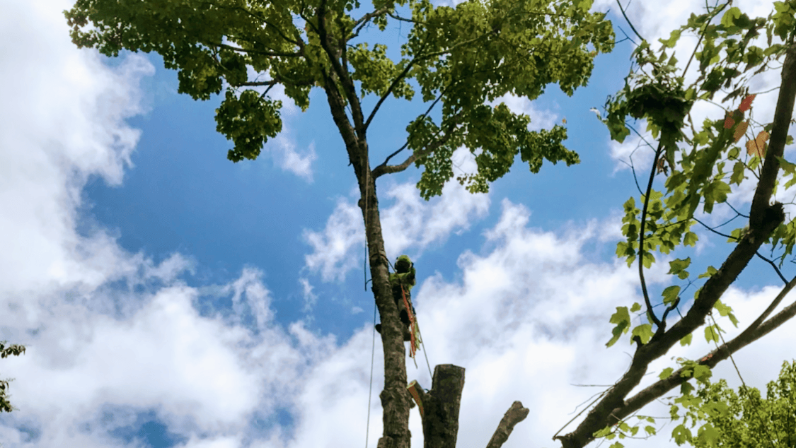 RJ Mejía tree service LLC