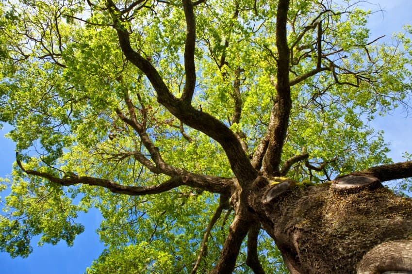 Robinson Tree Service Memphis