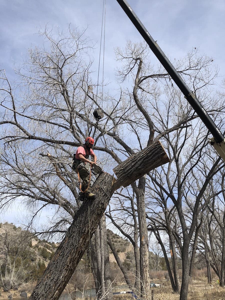 Baby Gorilla Tree Service Taos