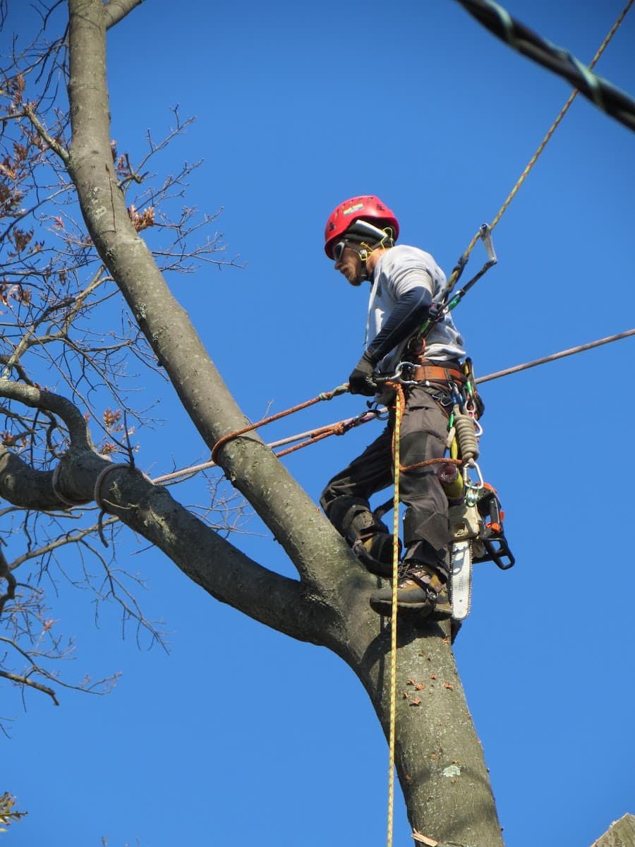 Arbor Barber Tree Experts