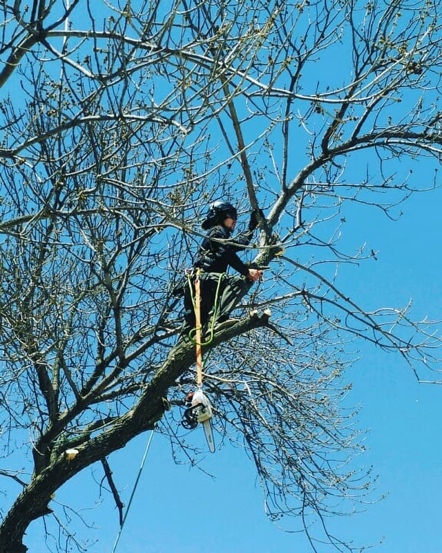 C.K. Tree Service & Landscape, LLC