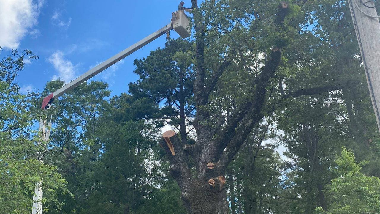 D & E Rivera Tree Service