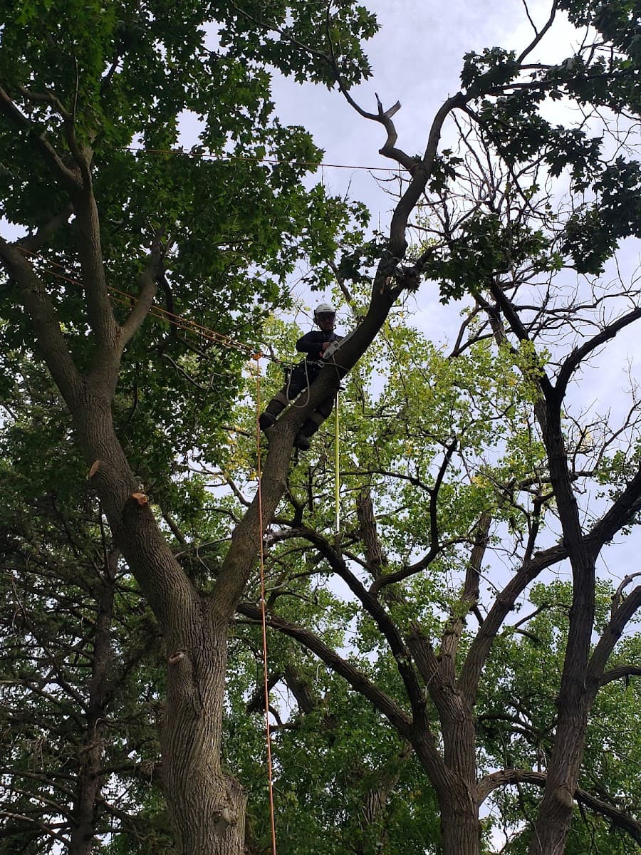 South Elgin Tree Works