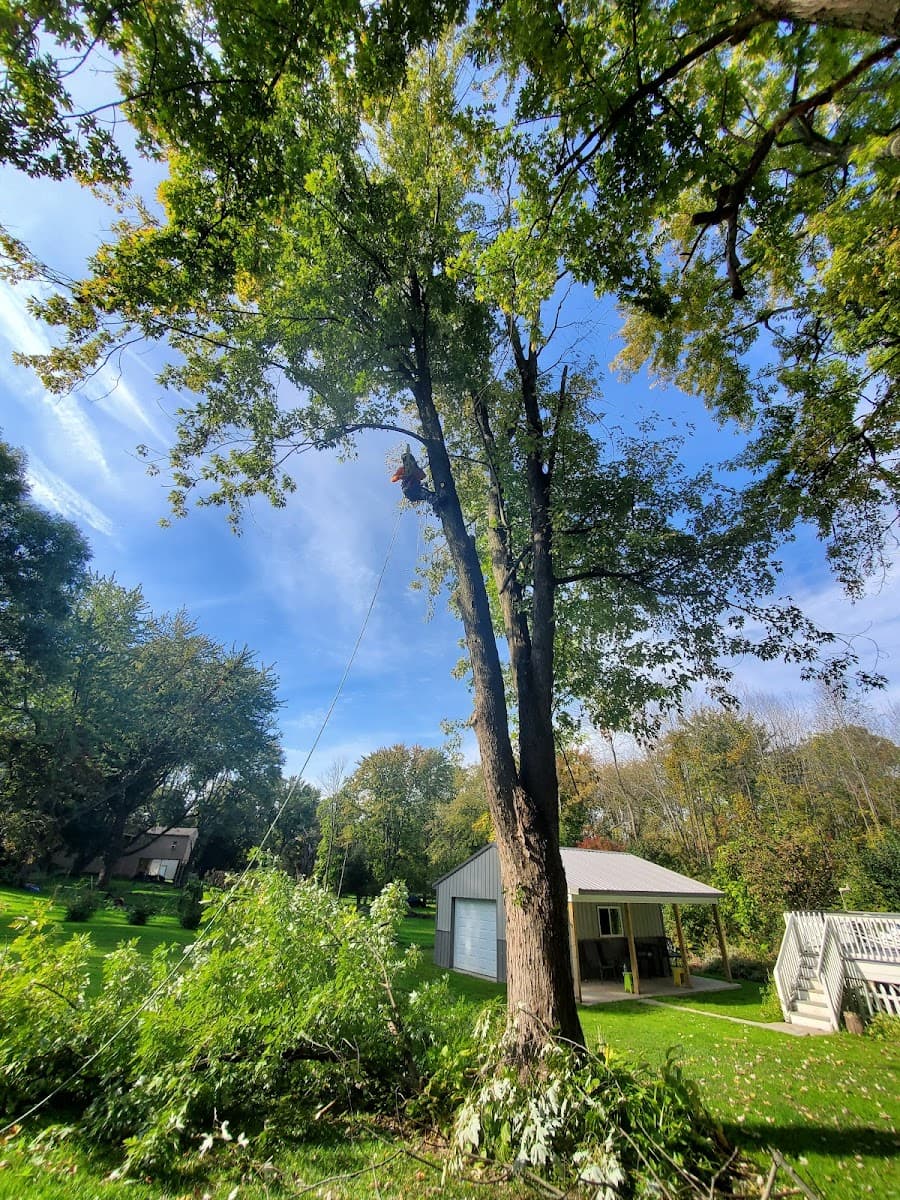 Empire Tree Surgeons