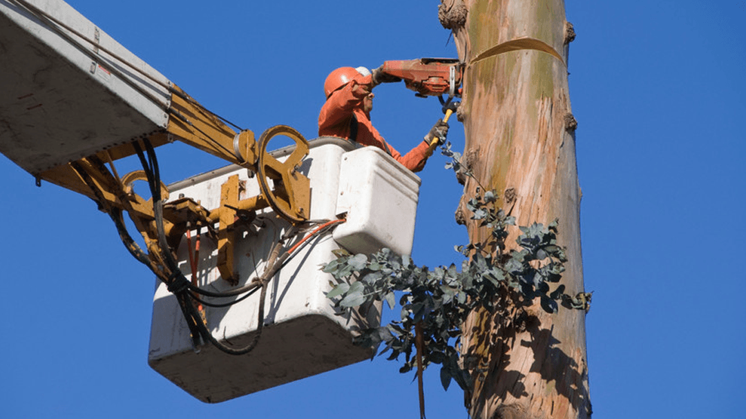 Tree World Nursery And Landscaping