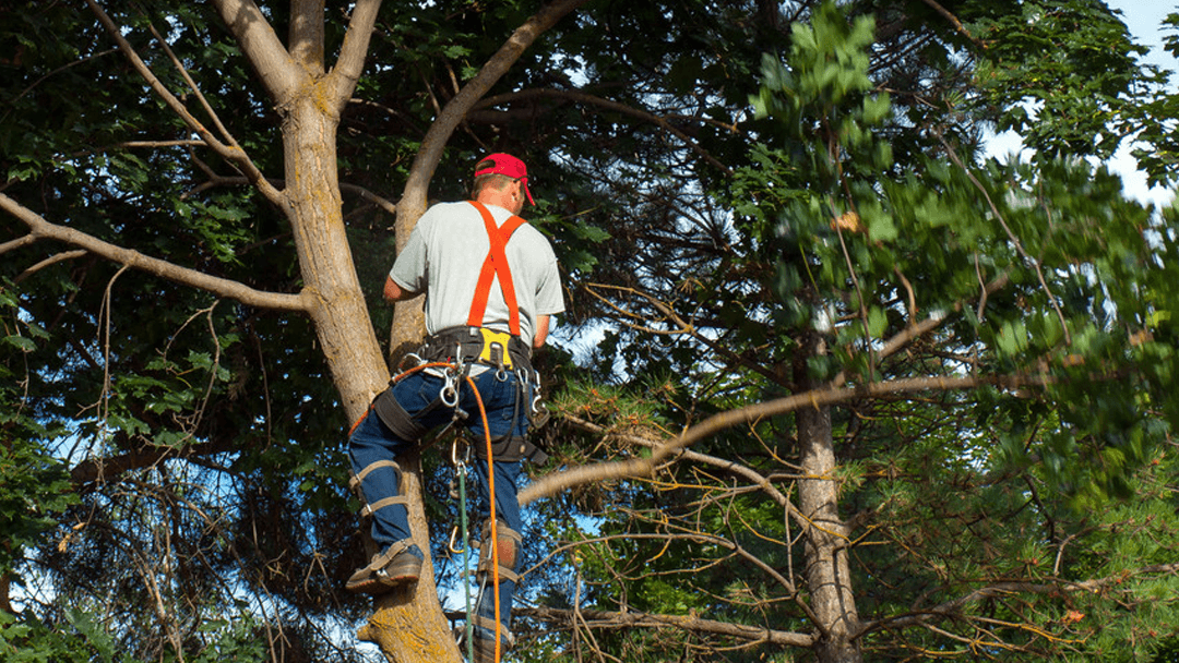 Mike's Tree Service