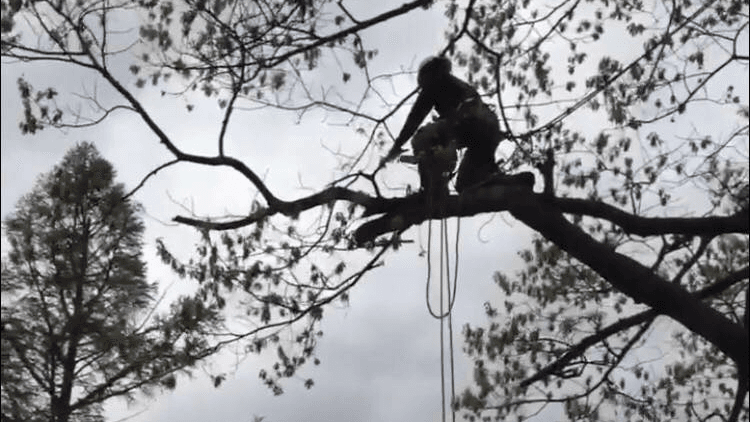 Redwood Tree and Land Management LLC