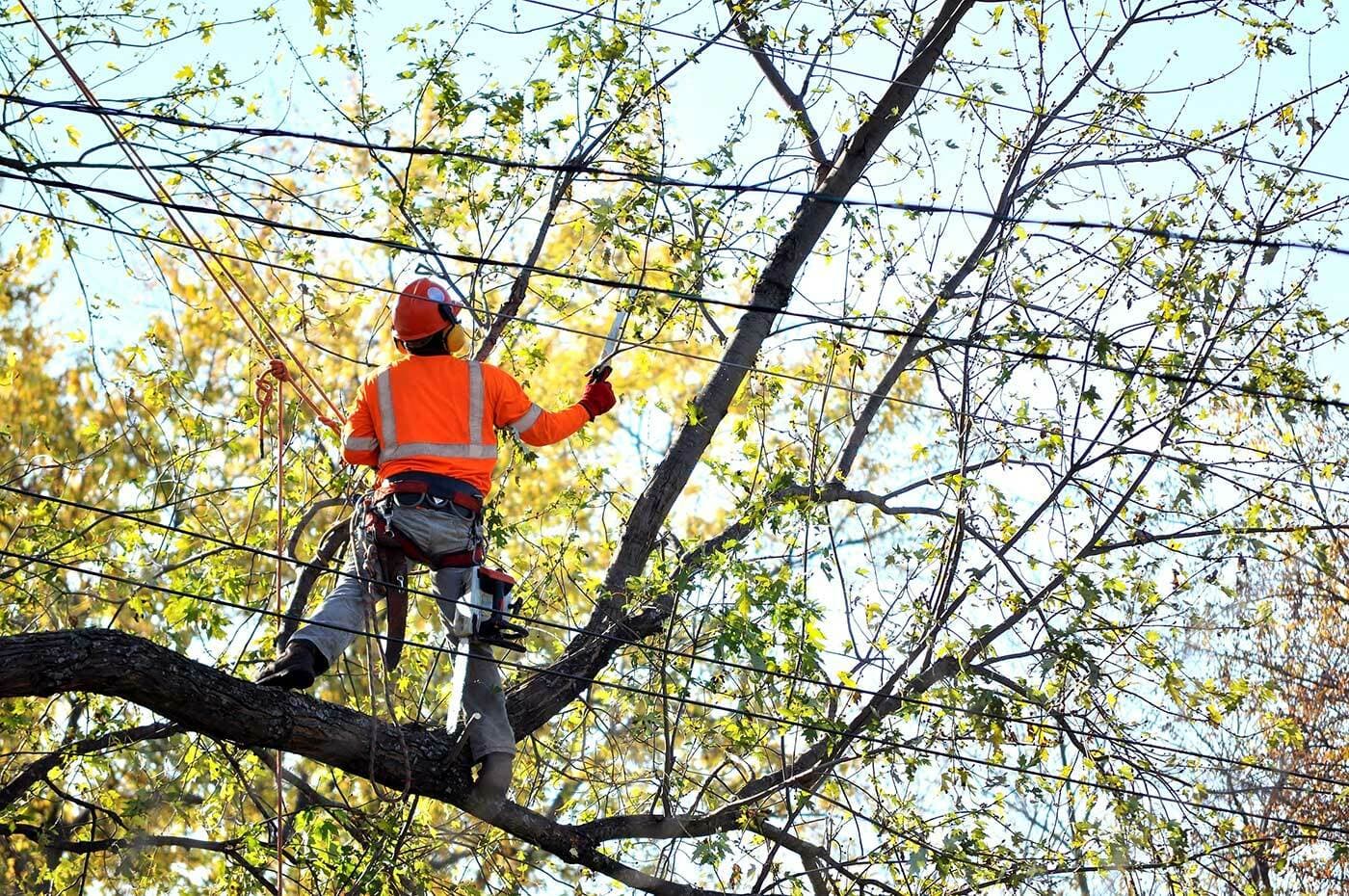 Palo Alto Tree Service