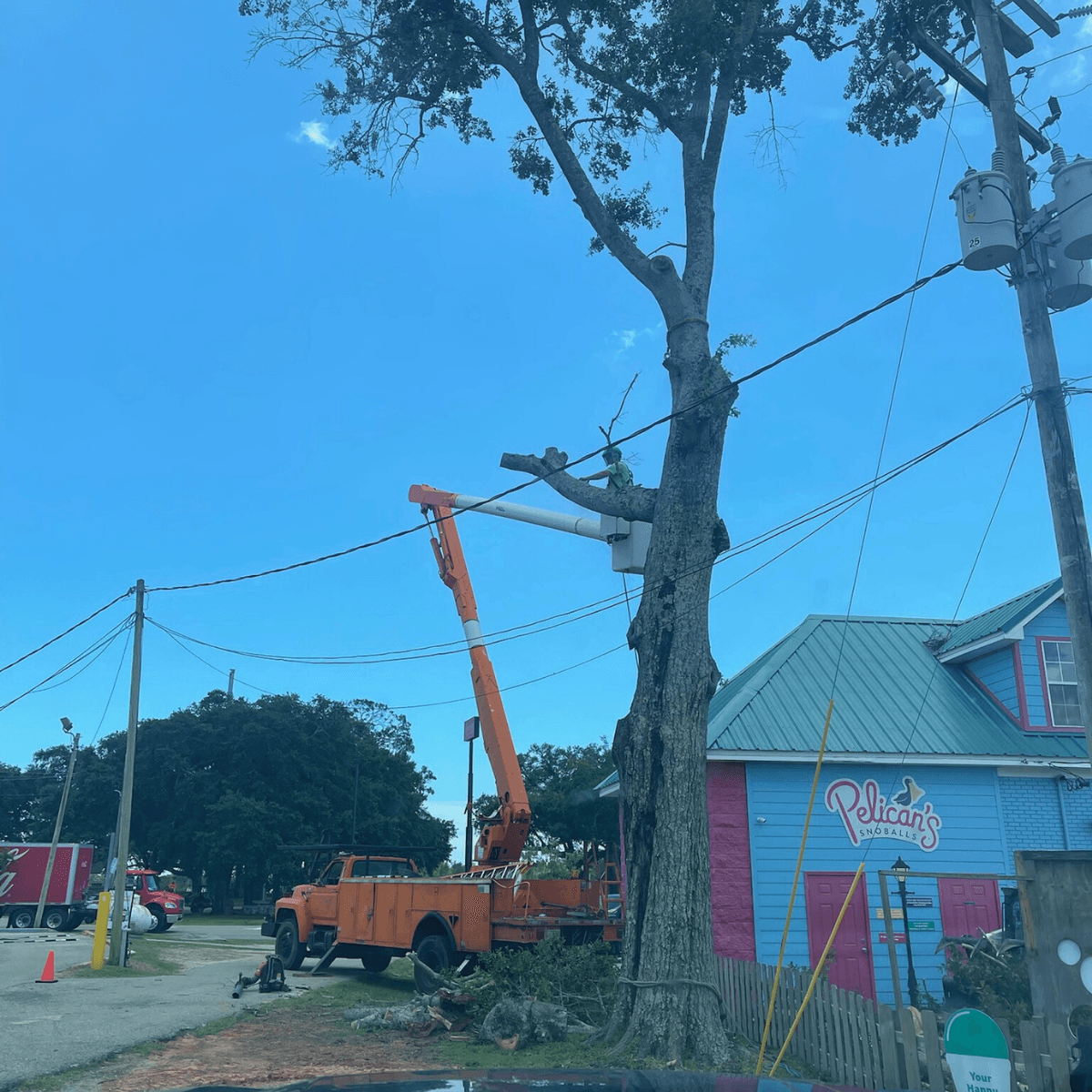 SNG Tree Service