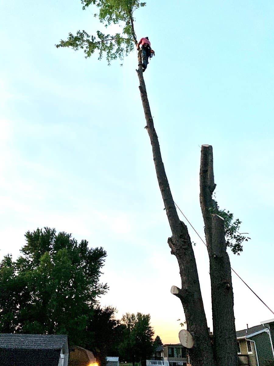 Precision tree services