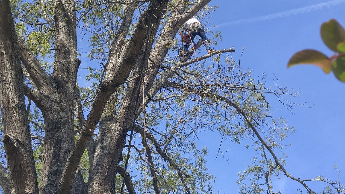 Done Right Tree Service