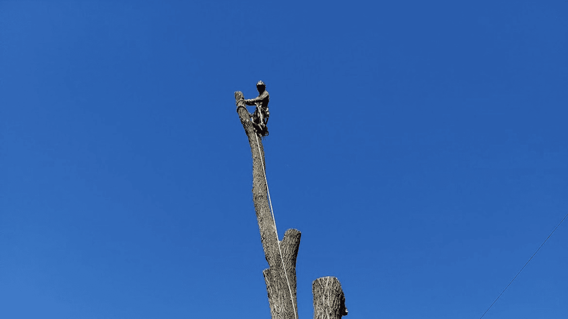 Adrian's Tree Service