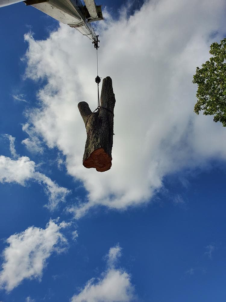 Greater Bay Area Tree & Arborist Services