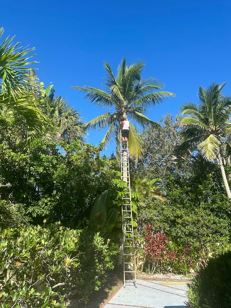 Blue Collar Broke Trees