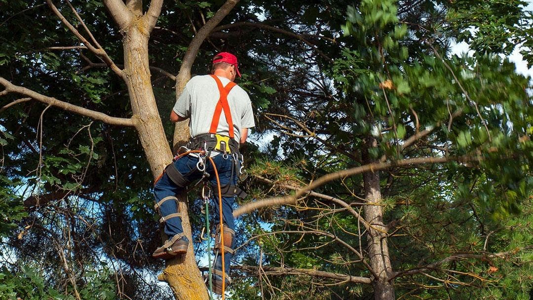 Independence Tree Care