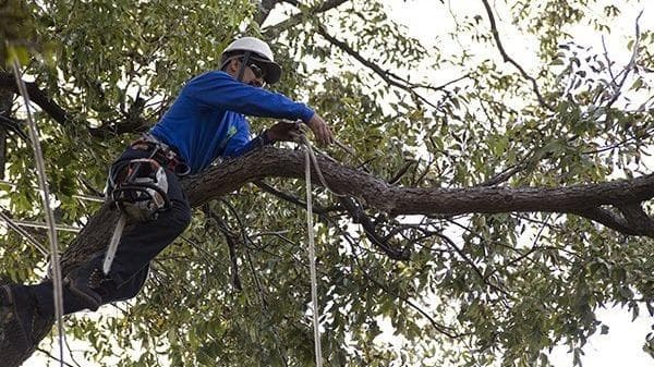 Texas Tree Surgeons