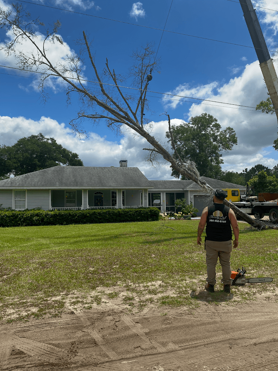 Classy Oak Tree Care