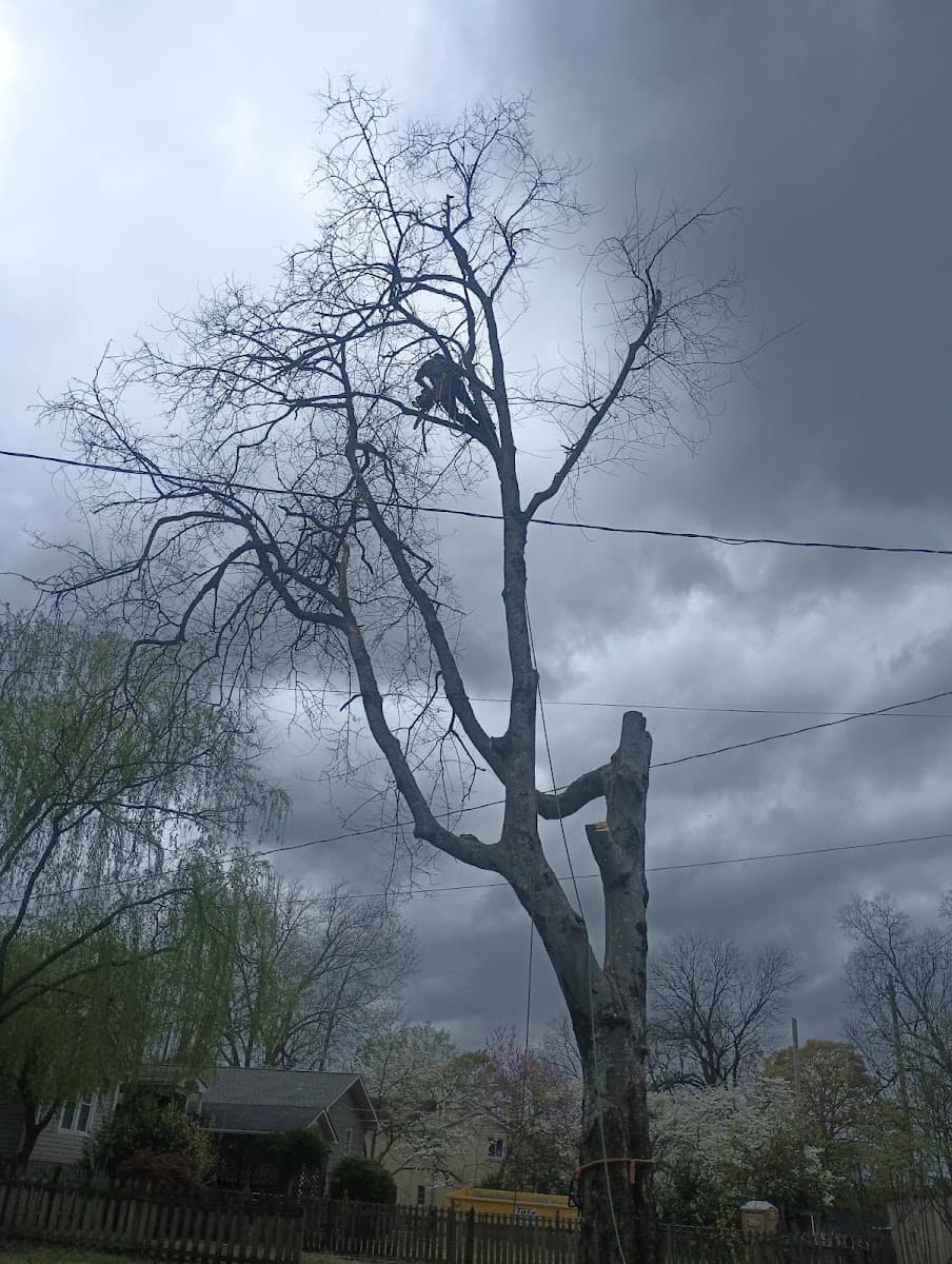 CTS Tree Services Huntsville