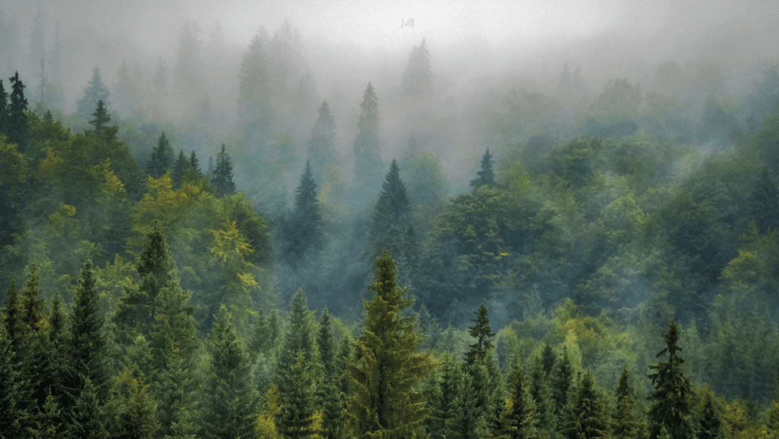 Humble Tree Professionals