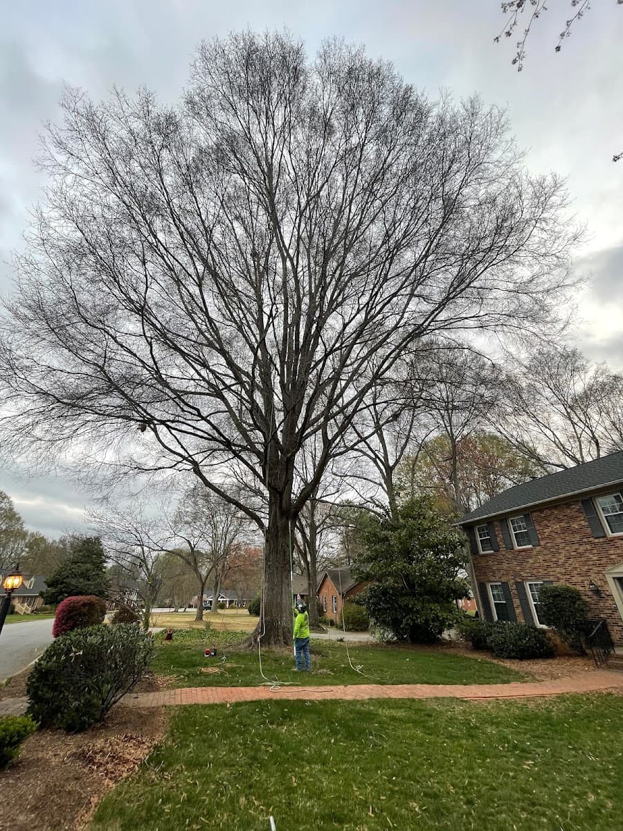 LCM Professional Tree Service, LLC