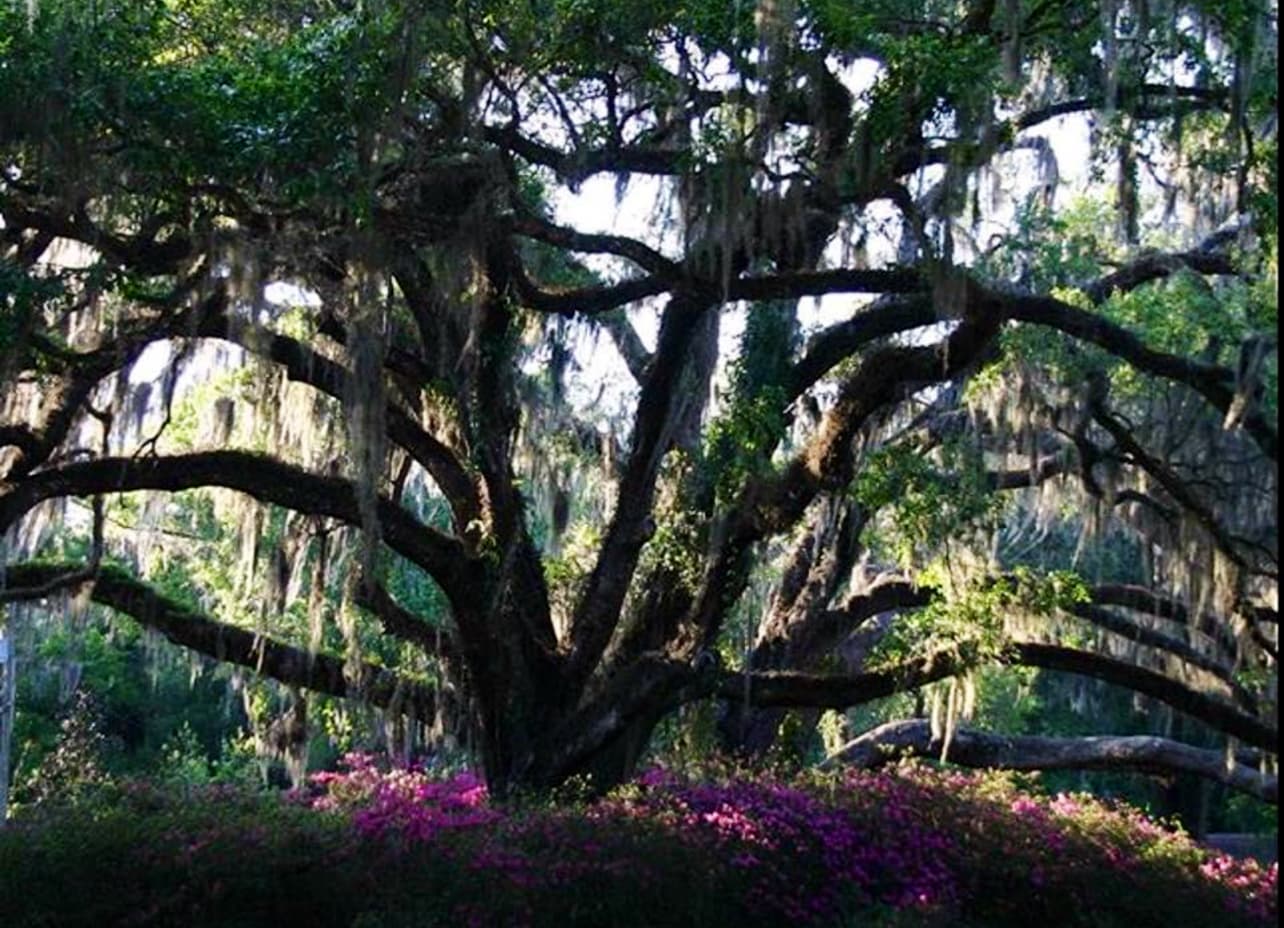 Daytona Tree Service