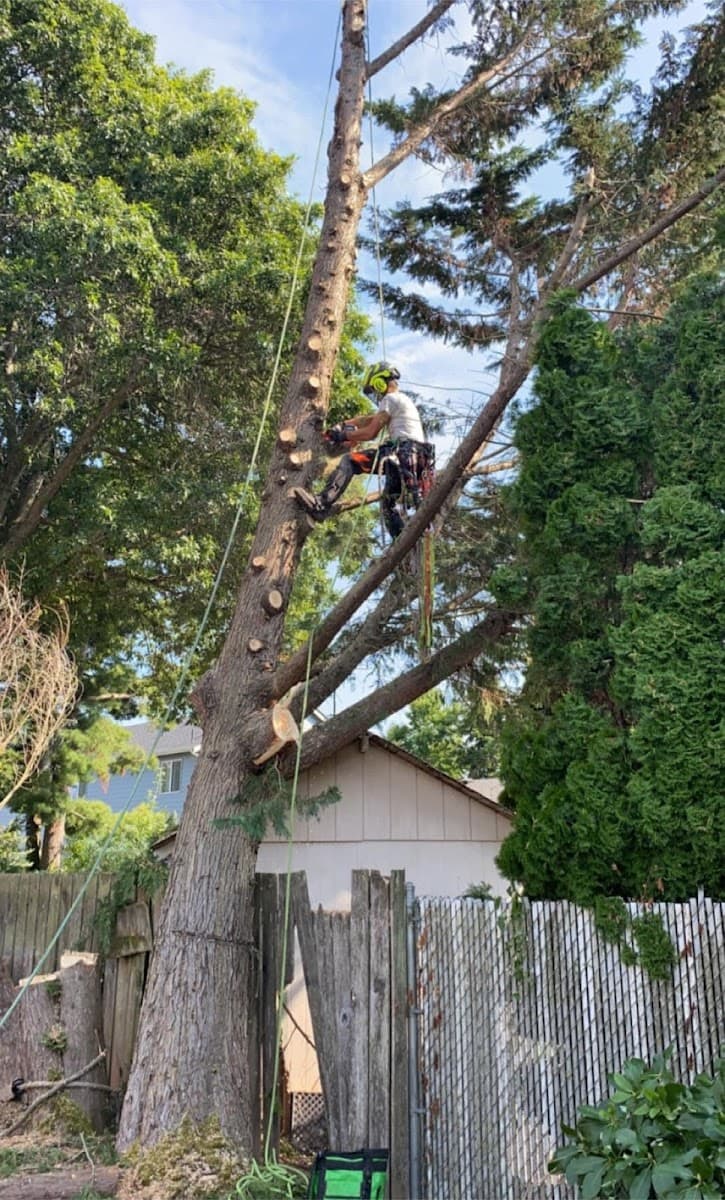 Ward’s Tree Service L.L.C