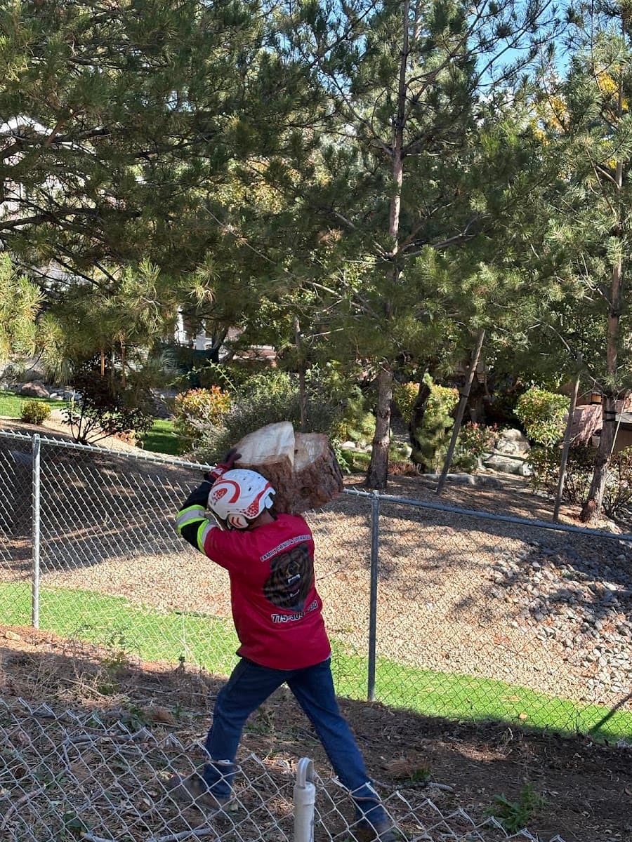 Grizzly Tree Co. Tree Service