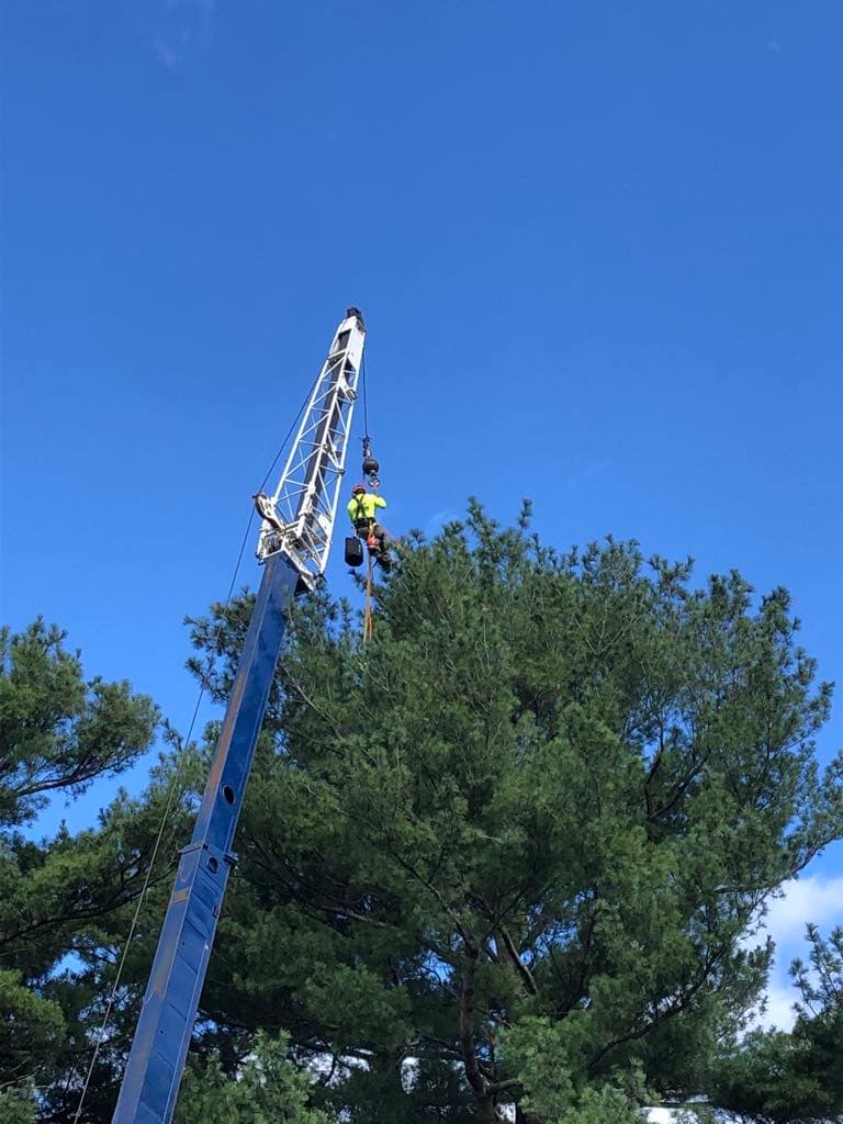 JD TREE & LANDSCAPE SERVICES