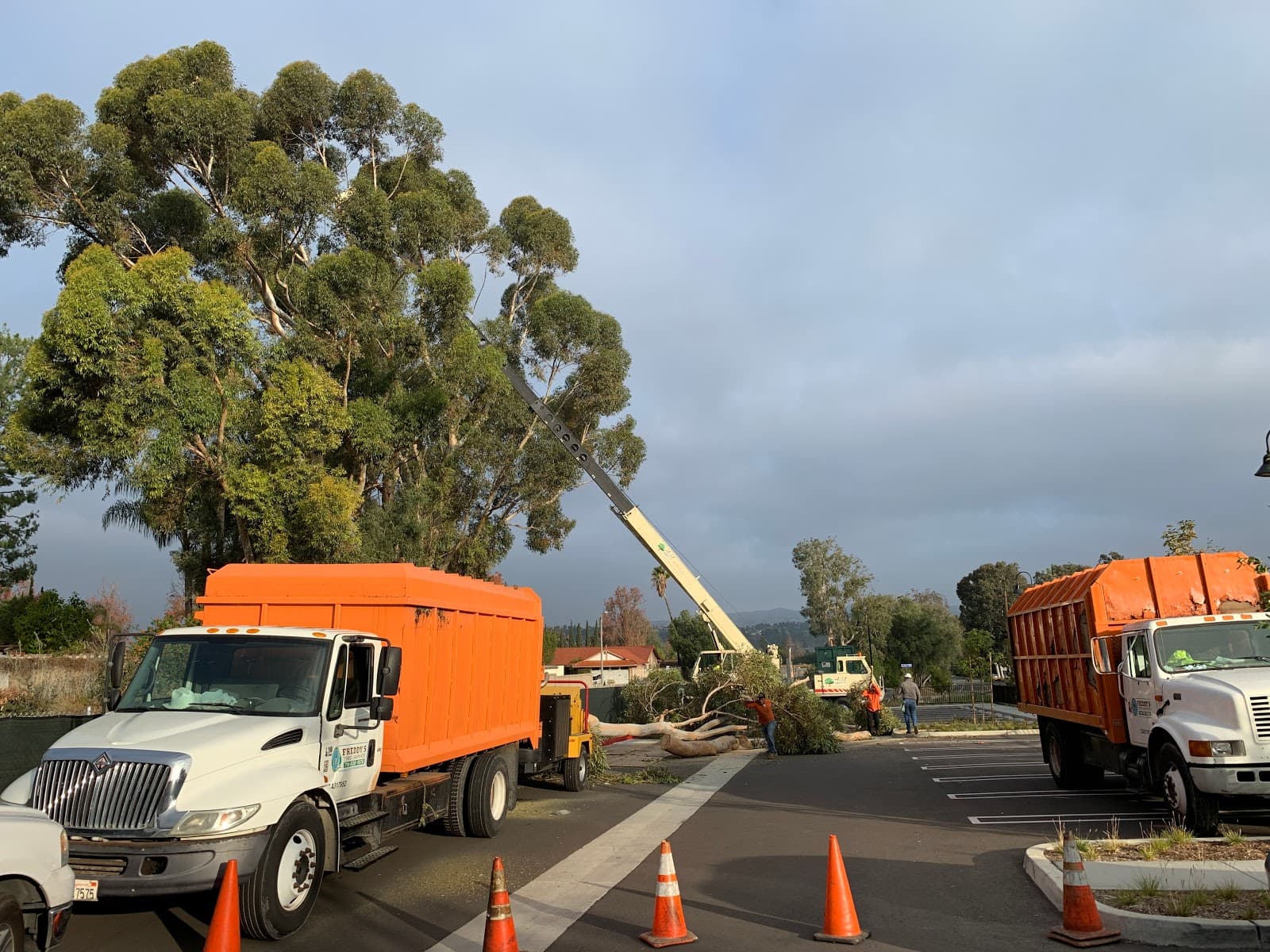 Freddy's Tree Service
