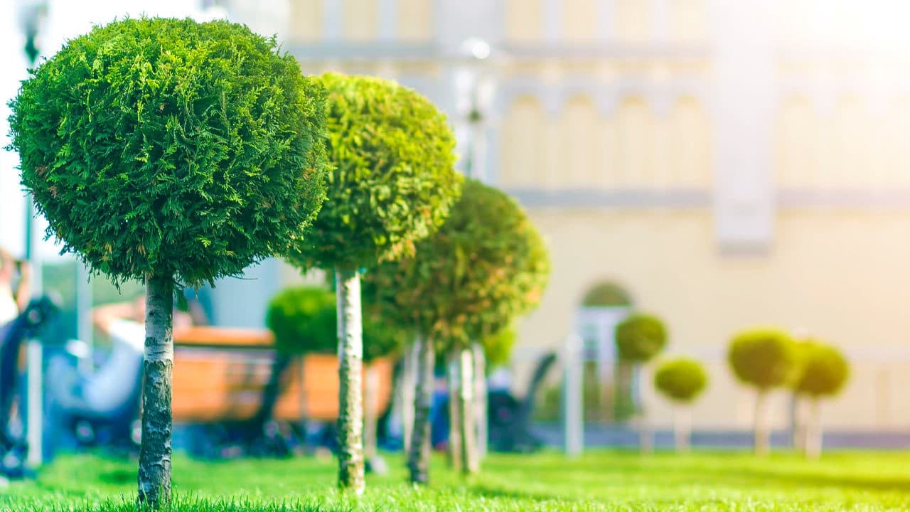 Noel's Tree Services LLC