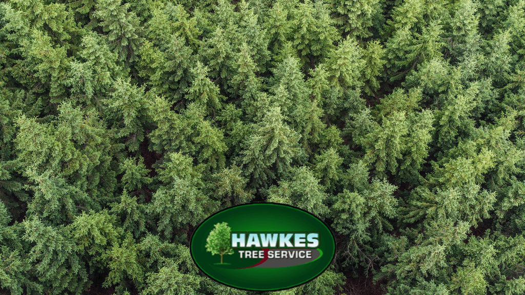 Hawkes Tree Service