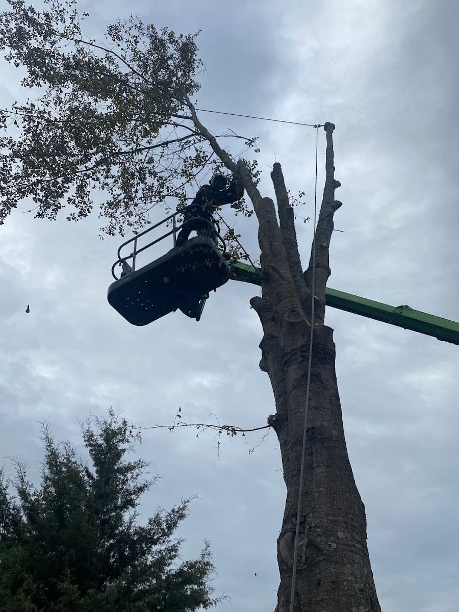 A-Z Tree Service, LLC
