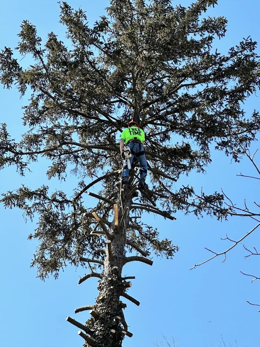 Tree Time Tree Service