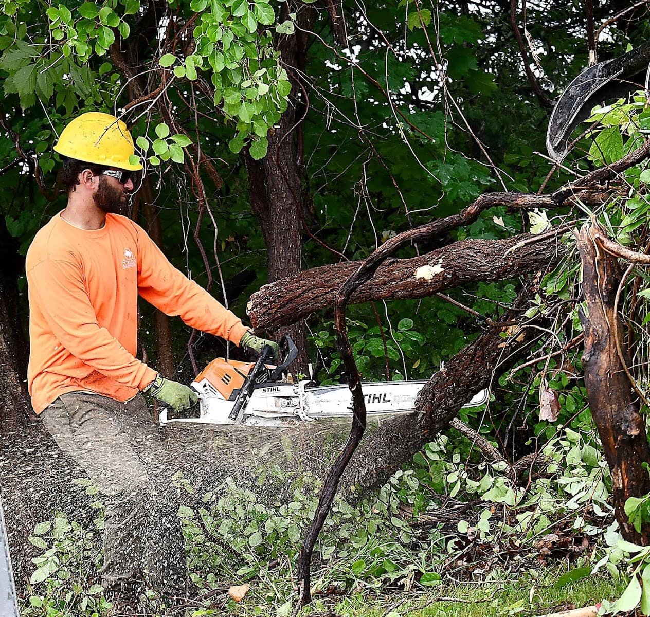 Turman's Tree & Landscape