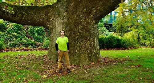 Evergreen Tree Service