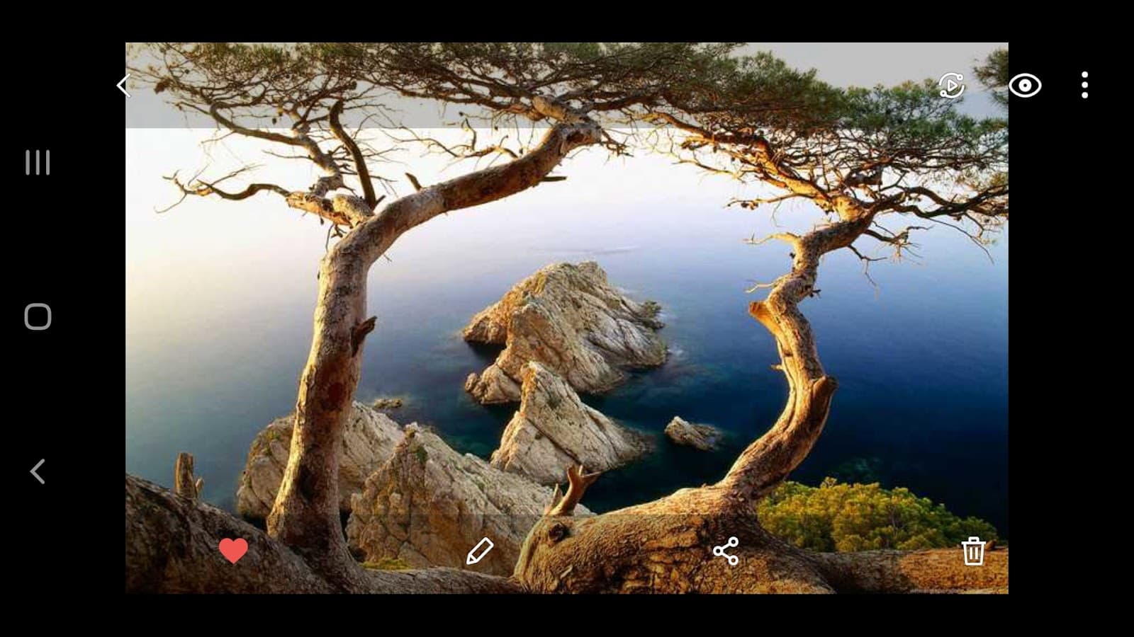 Tarzan Tree Service LLP.