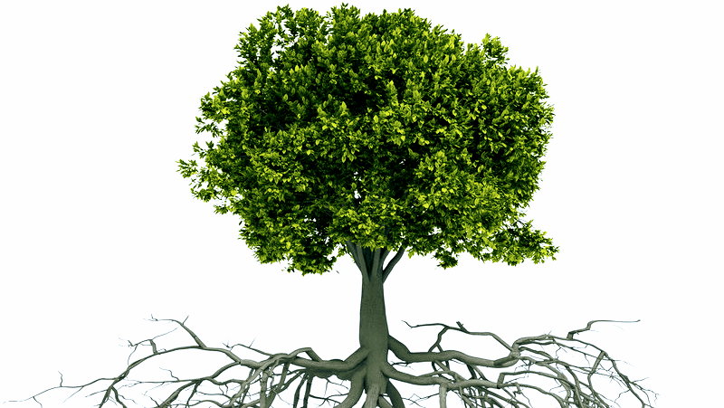 Ecopro Outdoor Solutions: Tree Service Provider