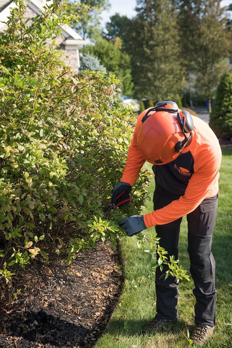 SavATree - Tree Service & Lawn Care