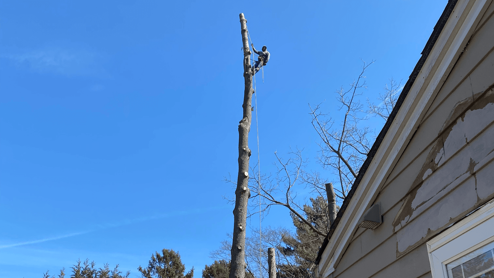 Lion Tree Service INC