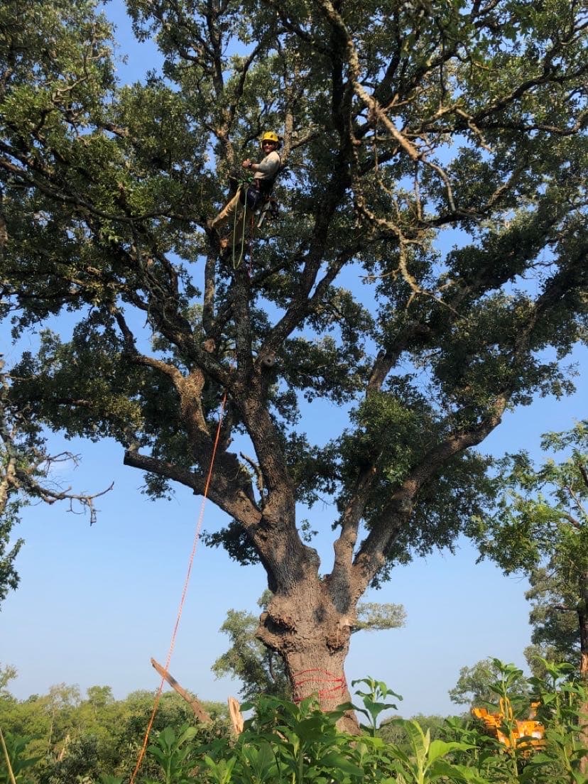 Texas Tree Removal and Trimming